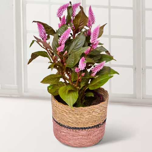 Pink Celosia-Indoor Plants For Gifting