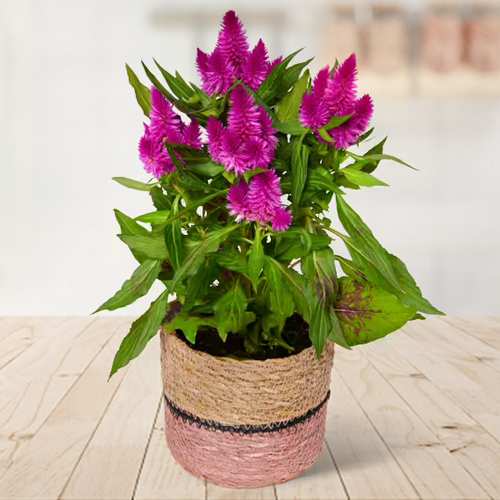 Purple Celosia-Order Indoor Plants For Birthday