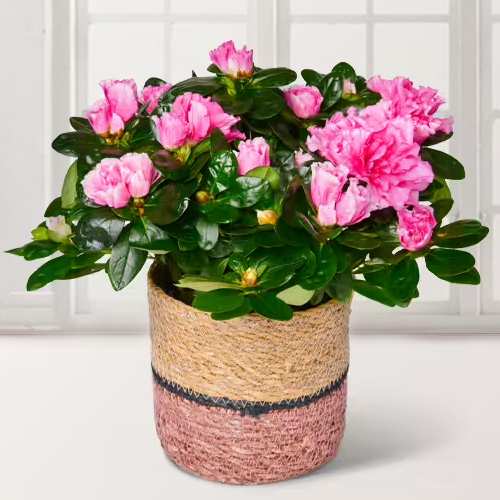 Azalea In Basket-House Plants For Anniversary Gifts