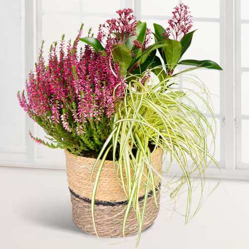 Dream Autumn-Send Plant For Birthday