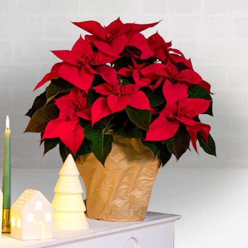 Classic Poinsettia Arrangement-Buy Christmas Flower Arrangements Online