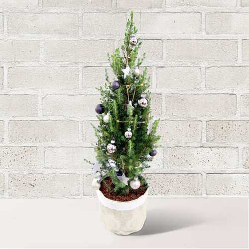 Tree Winter Wonderland-Online Delivery Christmas Tree With Lights