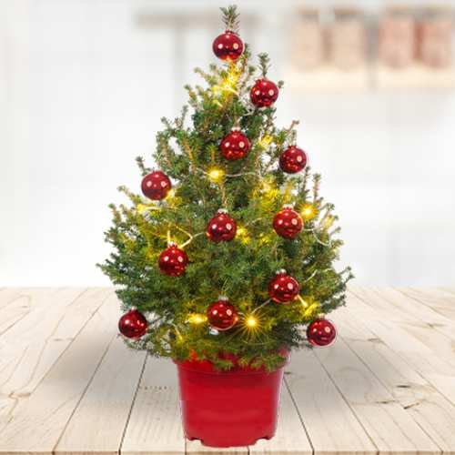 Order Fresh Christmas Tree With Decorations