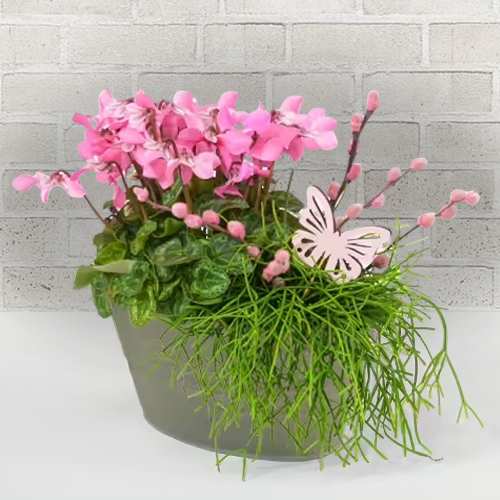 - Pink Blooming Plants For Valentine’s Day Delivery