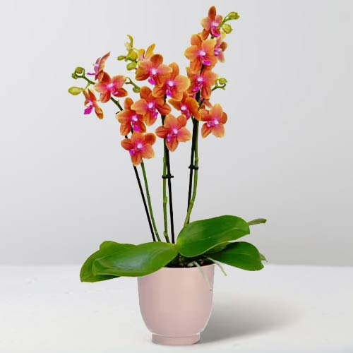 - Deliver Orchid Plants For Her