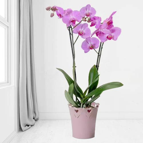 - Romantic Orchid Plants For Valentine’s Day