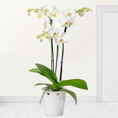 - Orchid Plants For Valentine’s Day Delivery