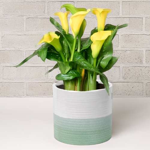 Yellow Calla In A Ceramic Pot