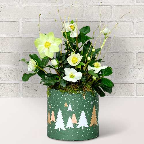 - Christmas Plants For Home Decor