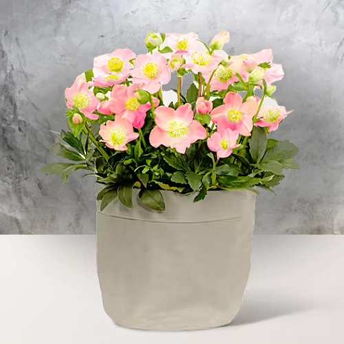 - Winter Holiday Indoor Plants Delivery