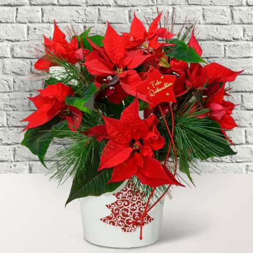 - Christmas Plant Delivery Services