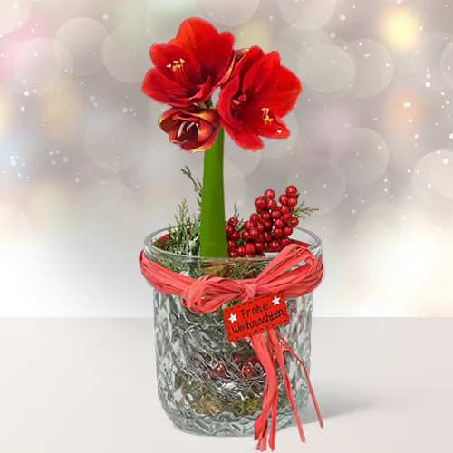 - Send Christmas Plants With Berries