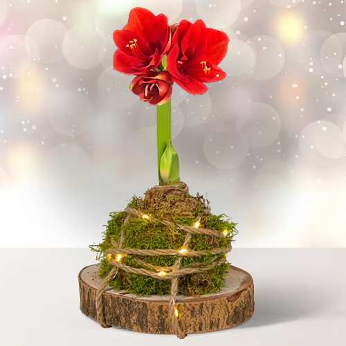 - Christmas Amaryllis Plant Delivery