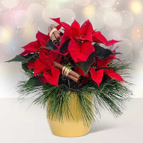 - Christmas Plant Centerpiece Ideas