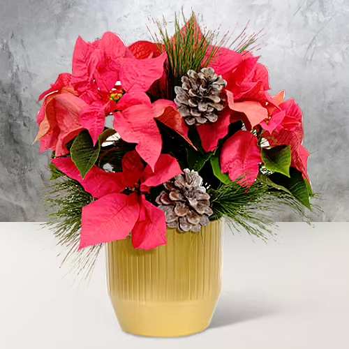 - Send Poinsettia Plants For Christmas