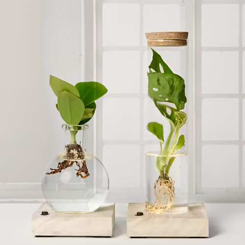 - Live Plant Gifts Delivery