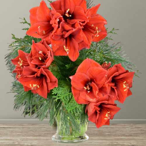 - Red Amaryllis Bouquet For Holiday Gifting To Munich