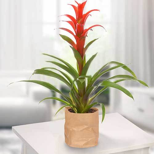 Bromeliad Plant-Potted Flower Delivery Germany