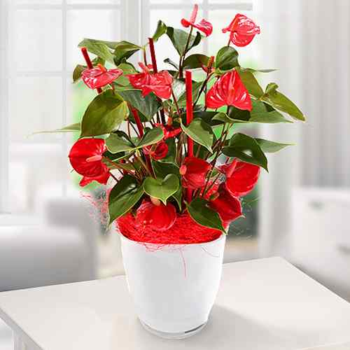 Anthurie Plant -Anthurium Plant Delivery